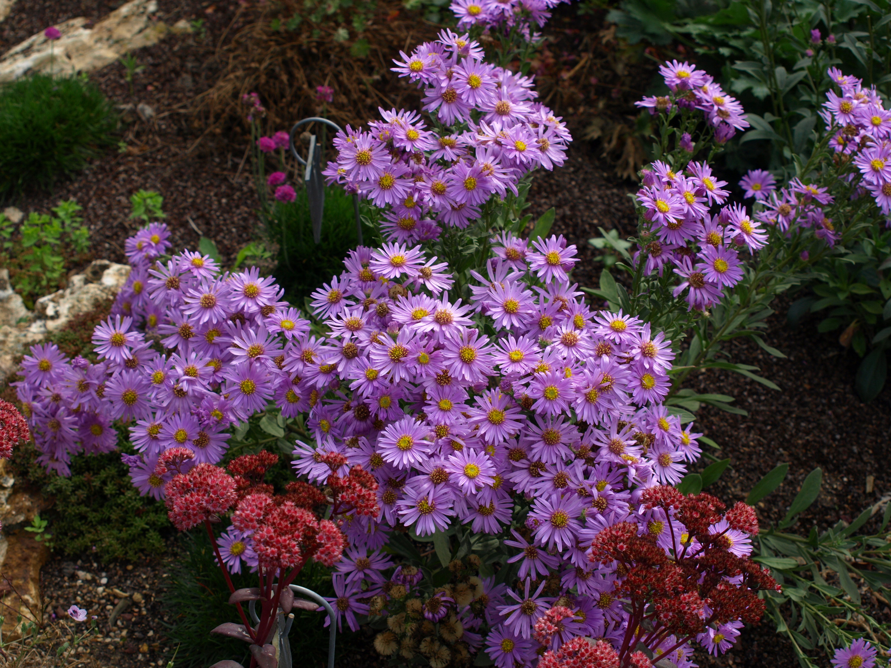Passion Vivaces Aster amellus Sonia plante vivace godet rose