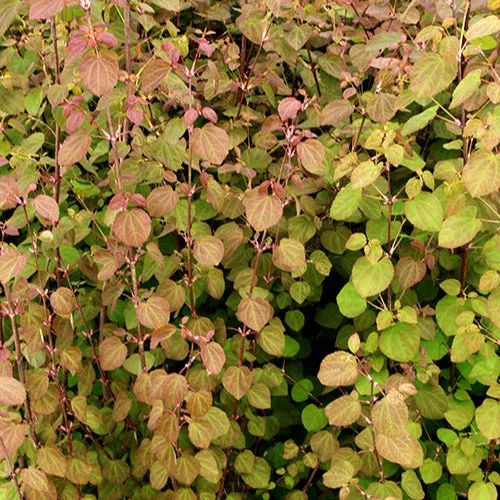Bakker Katsura Arbre au caramel ornement pot 4 L 40-60 cm