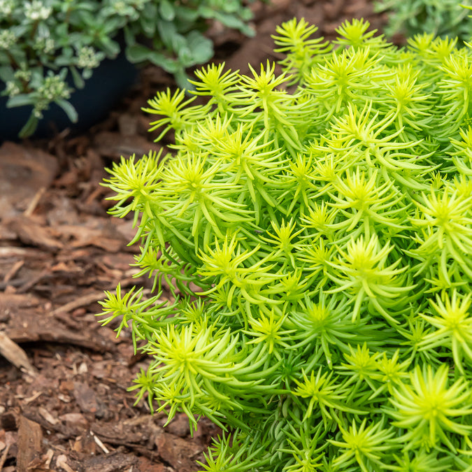 Bakker Angelina sedum des rochers plante pot 9cm doré