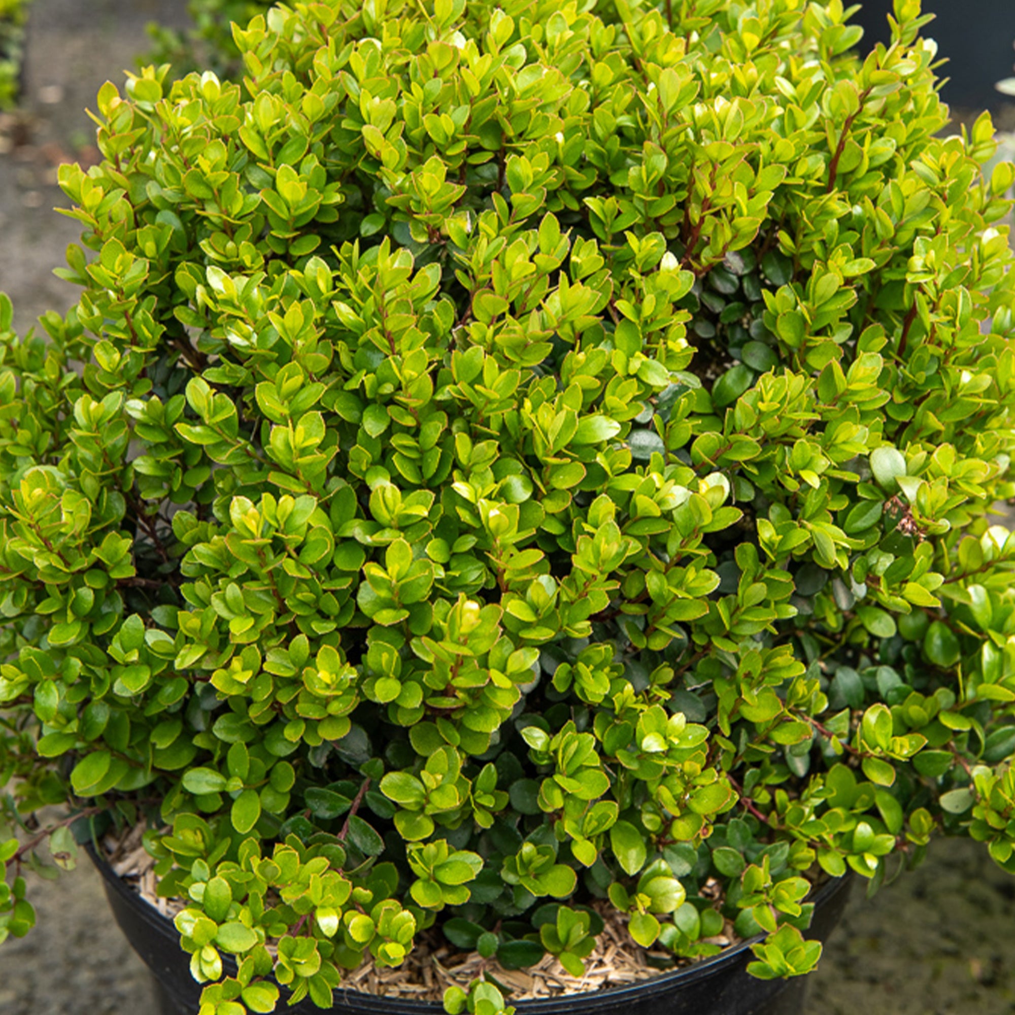 Bakker Terrasses Buis africain arbuste pot 9cm résistant