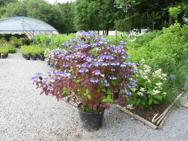 Les Hortensias du Haut Bois serrata Shojo hortensia rouge godet