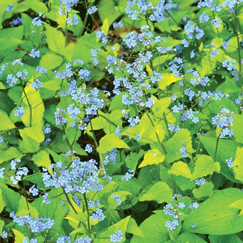 Bakker Myosotis Diane's Gold vivace pot Ø 9 cm