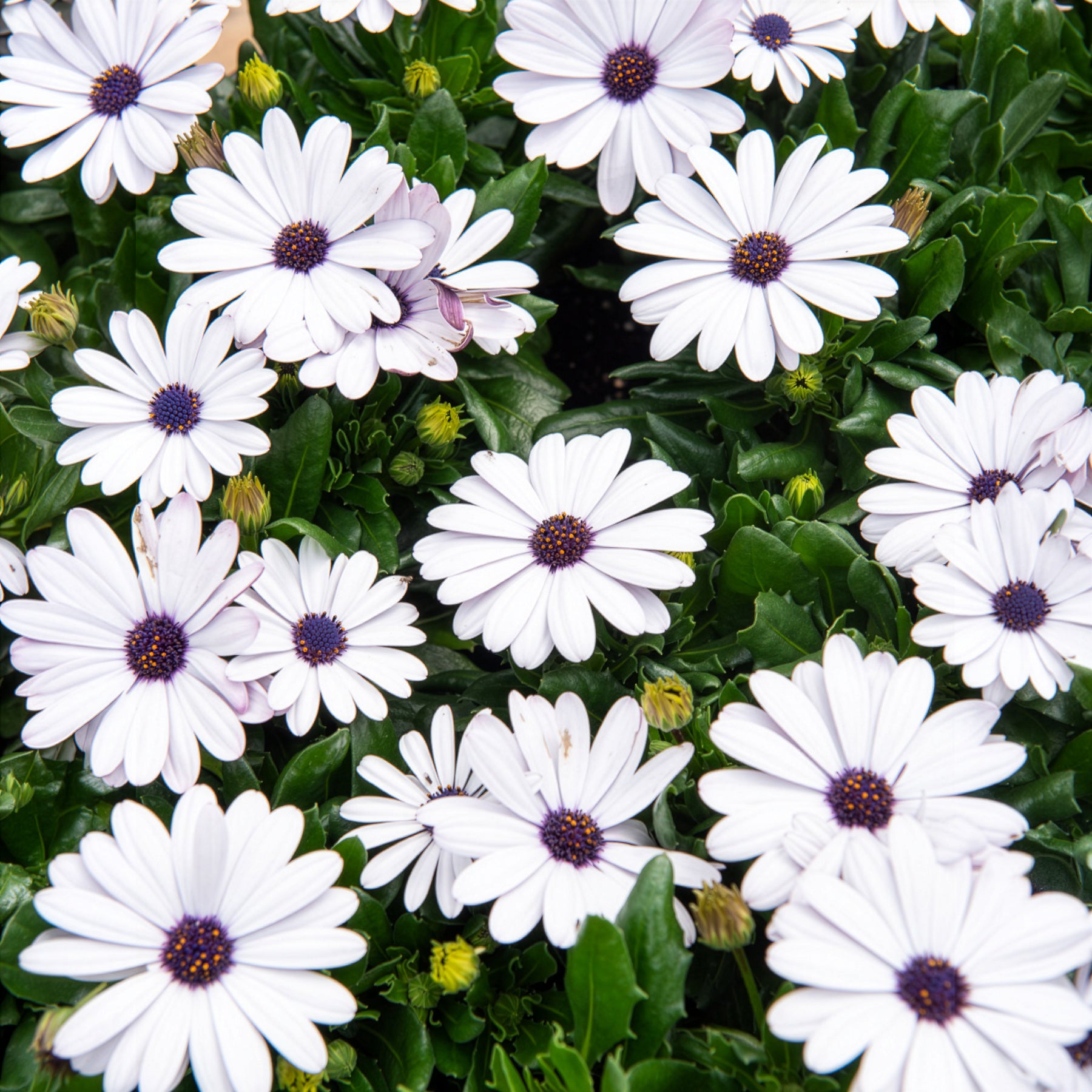 Bakker Terrasse Marguerites du Cap blanches 3 pots fleur blanche