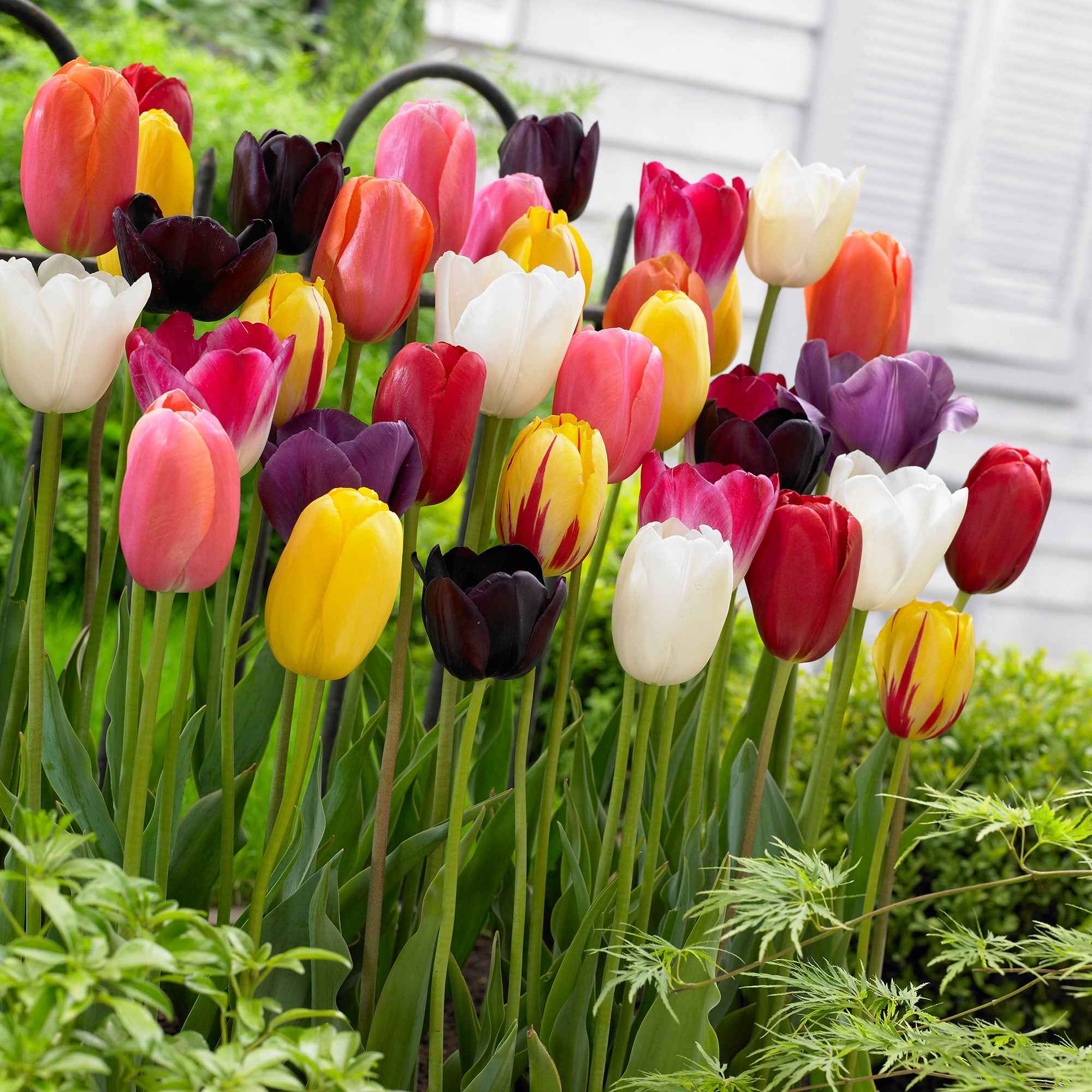 Bakker Bulbes à fleurs Tulipes longues tiges mélange 25 bulbes