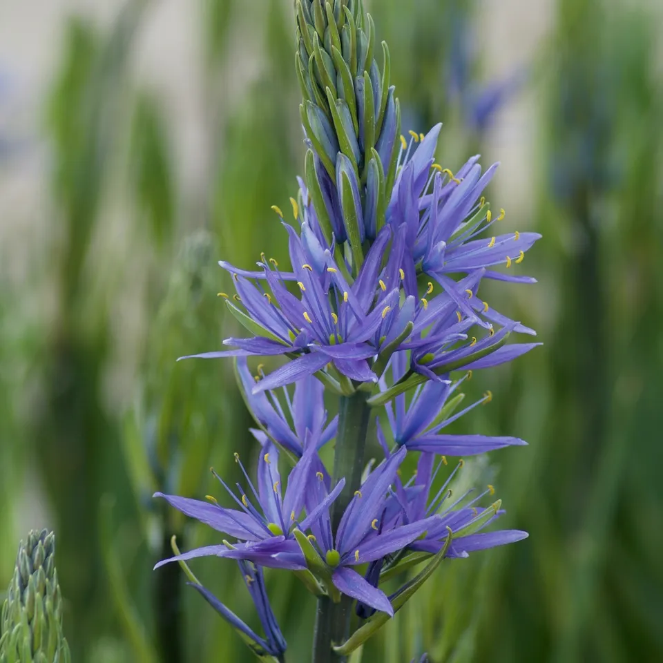 Bakker Camassies de Leichtlin à fleurs bleues bulbes 3 bulbes mellifère