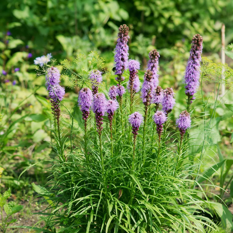 Bakker 25 Plumes du Kansas Liatris bulbes violets sachet 25 pièces