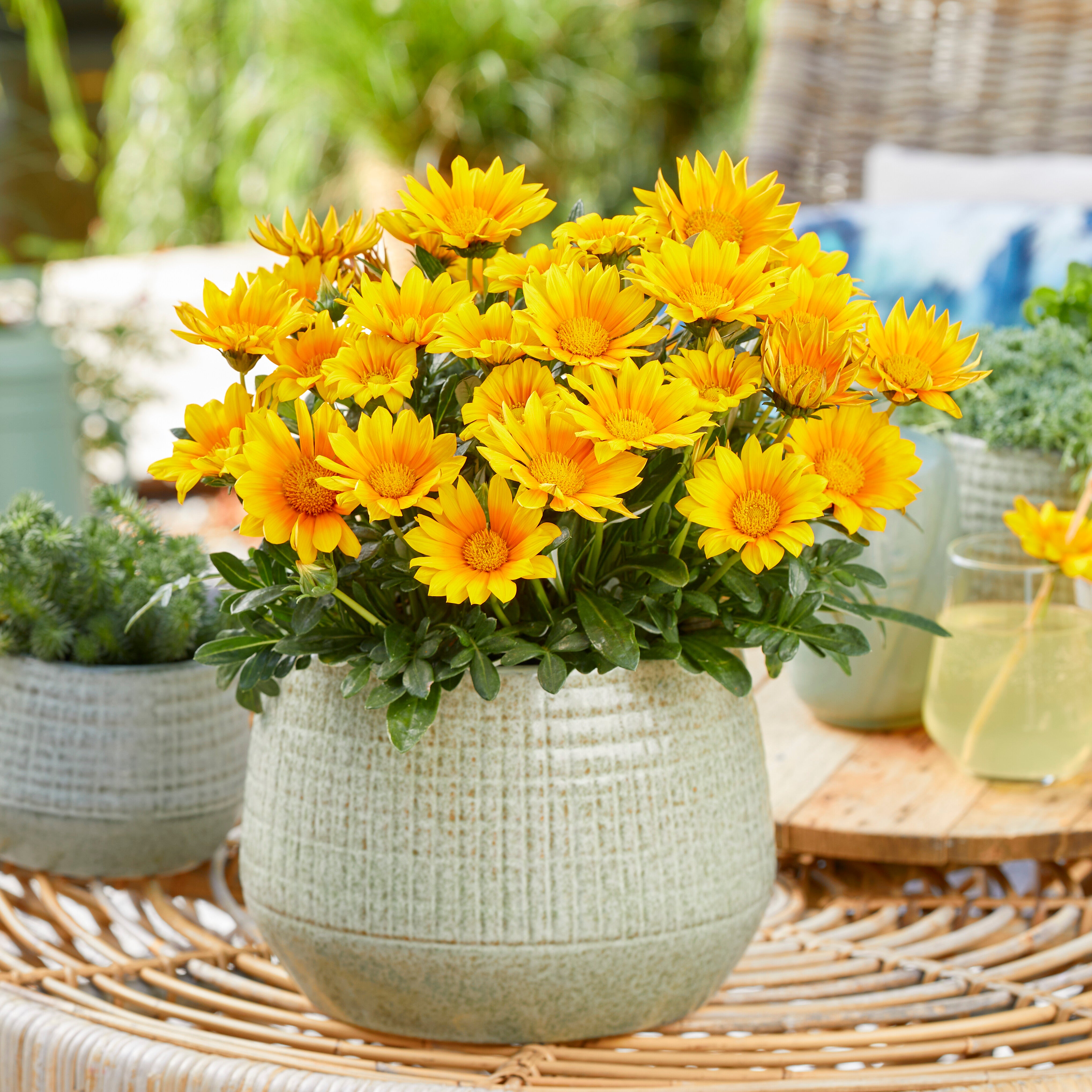 Bakker Gazania Suncarpet fleur jaune soleil pot 10,5cm