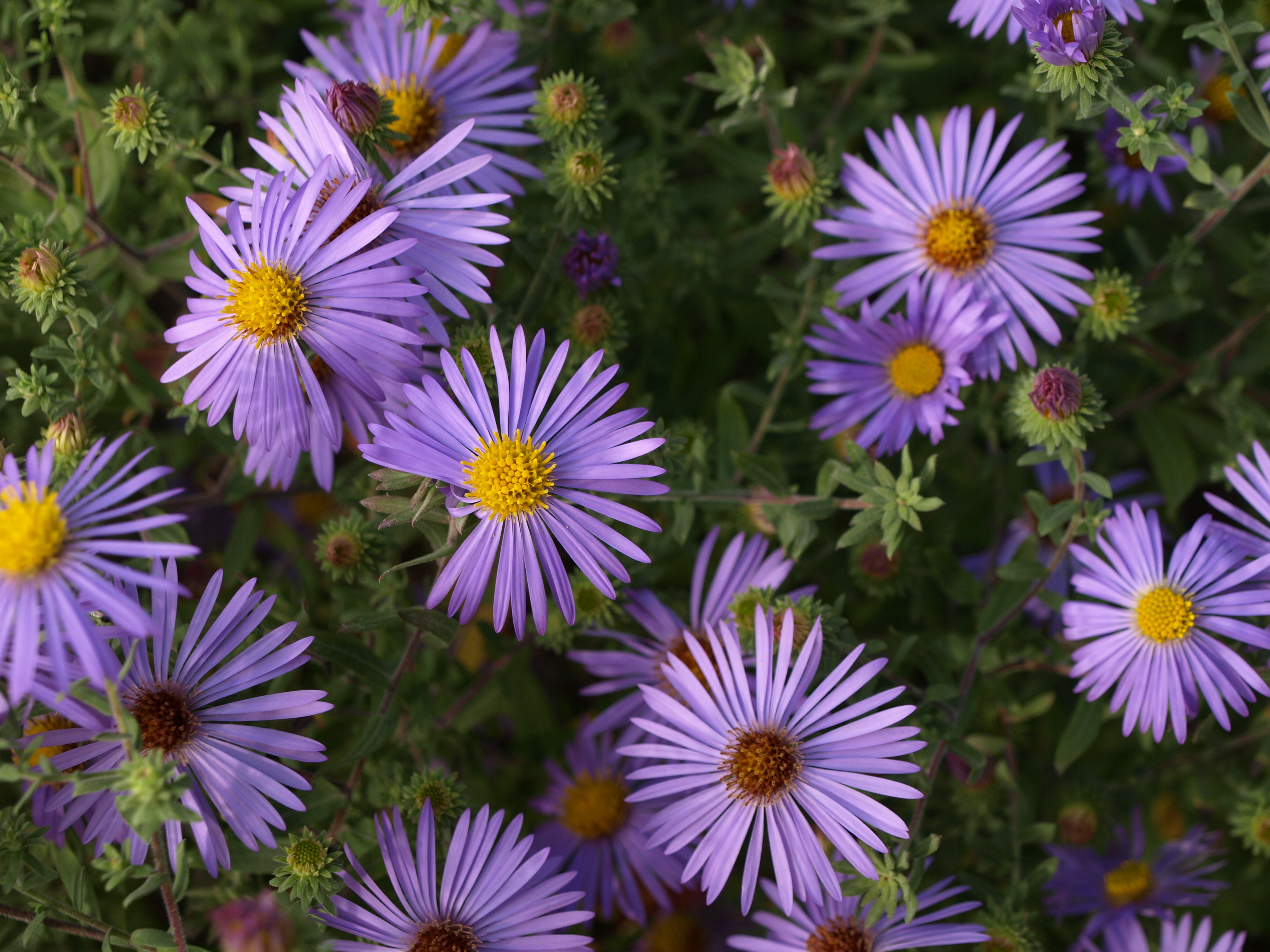 Passion Vivaces ASTER oblongifolius Raydons Favorite godet bleu
