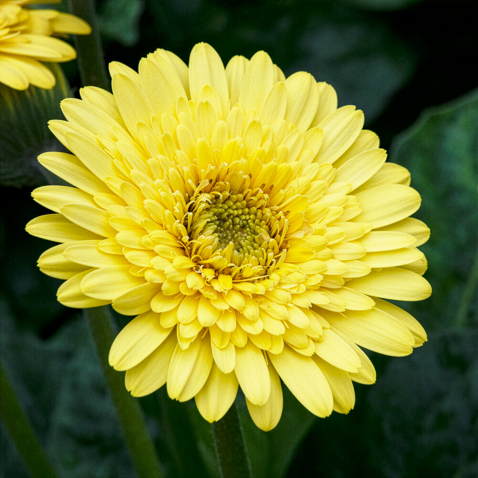 Bakker Gerbera jaune terrasse pot 12cm floraison longue