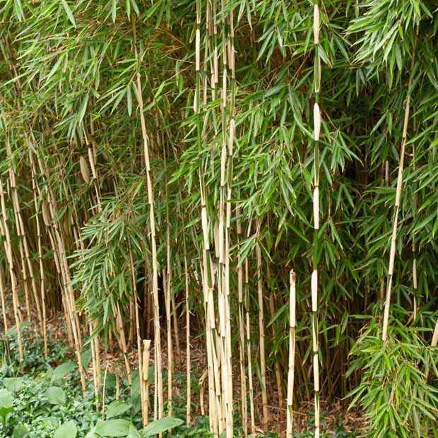 Bakker Fargesia Robusta Pingwu bambou non-traçant pot 11cm