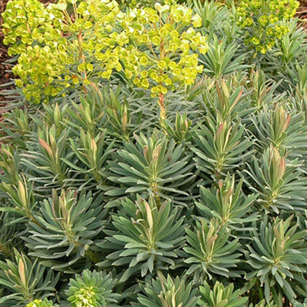 Bakker Euphorbe Wulfenii pot 8cm jaune persistante