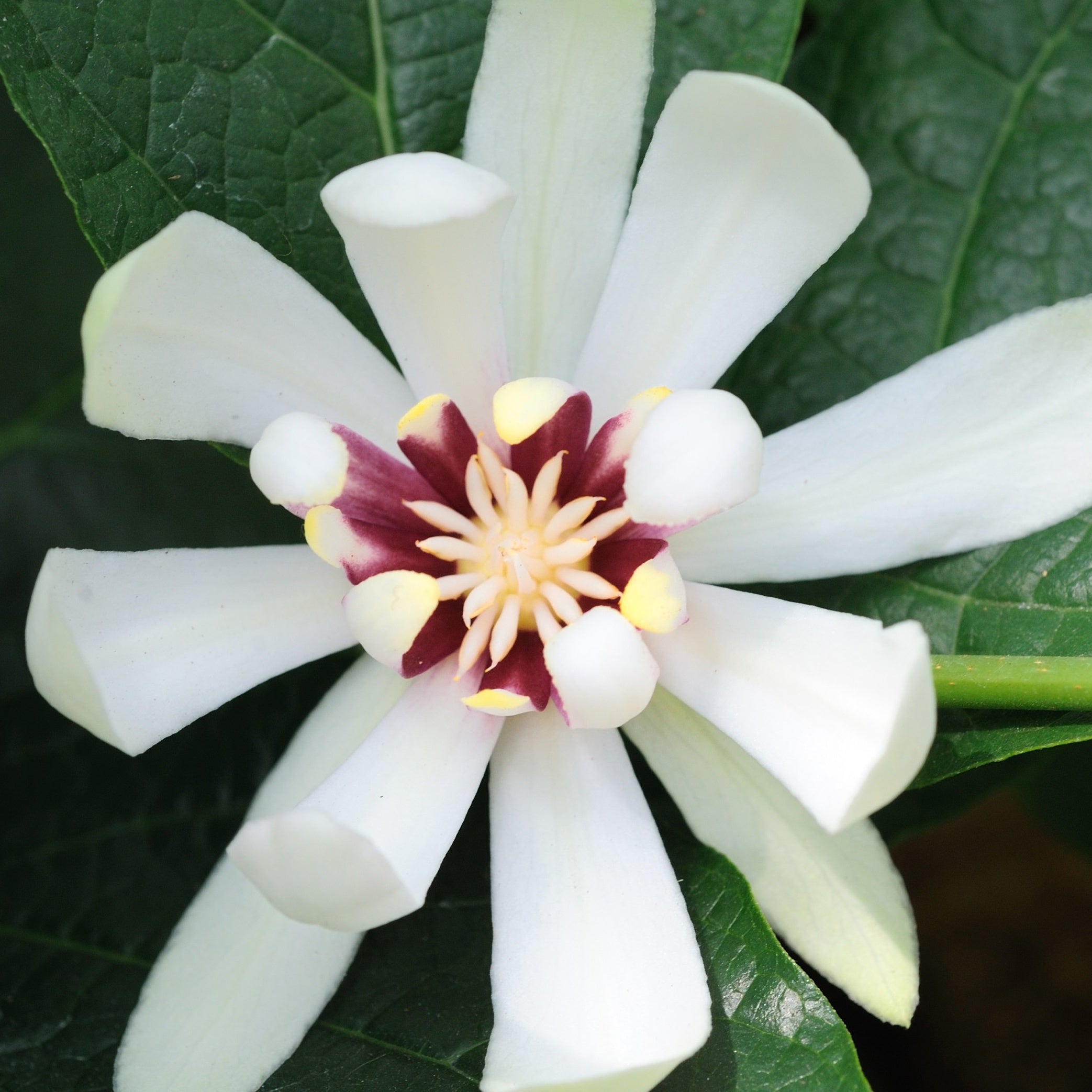 Bakker Venus arbre aux anémones arbuste pot 3L fleurs blanches