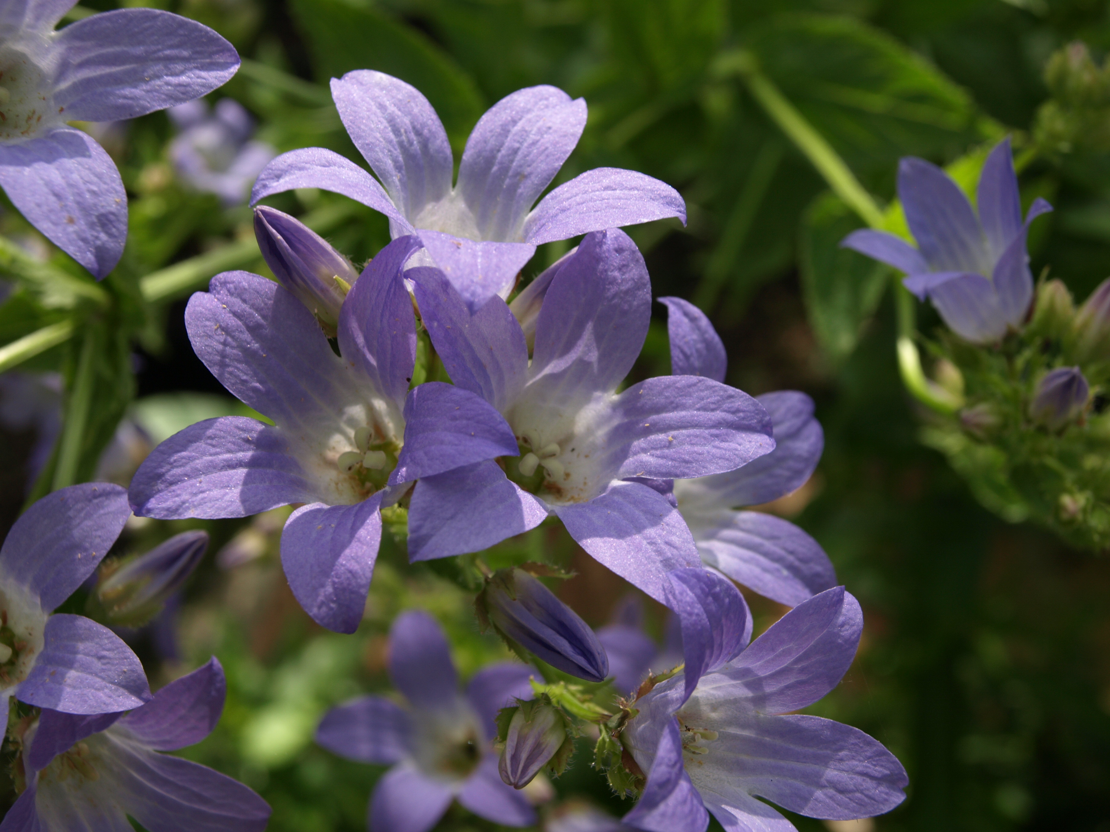 Passion Vivaces Campanula Senior plante vivace godet bleu ciel