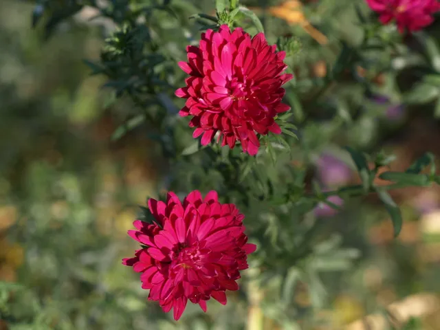 Passion Vivaces Aster novi-belgii Mathilde vivace godet fleur rouge