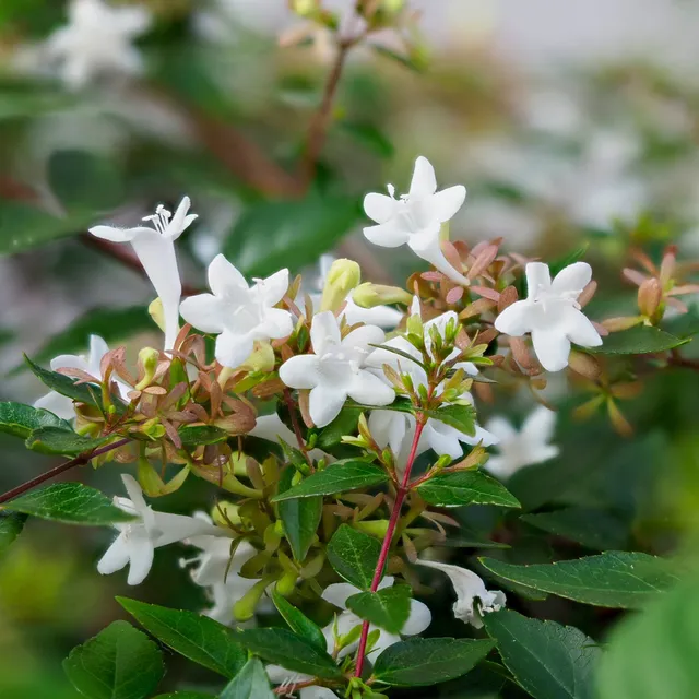 Bakker Abelia Pisto Abelia grandiflora arbuste pot 9cm lot 2 fleurs blanches