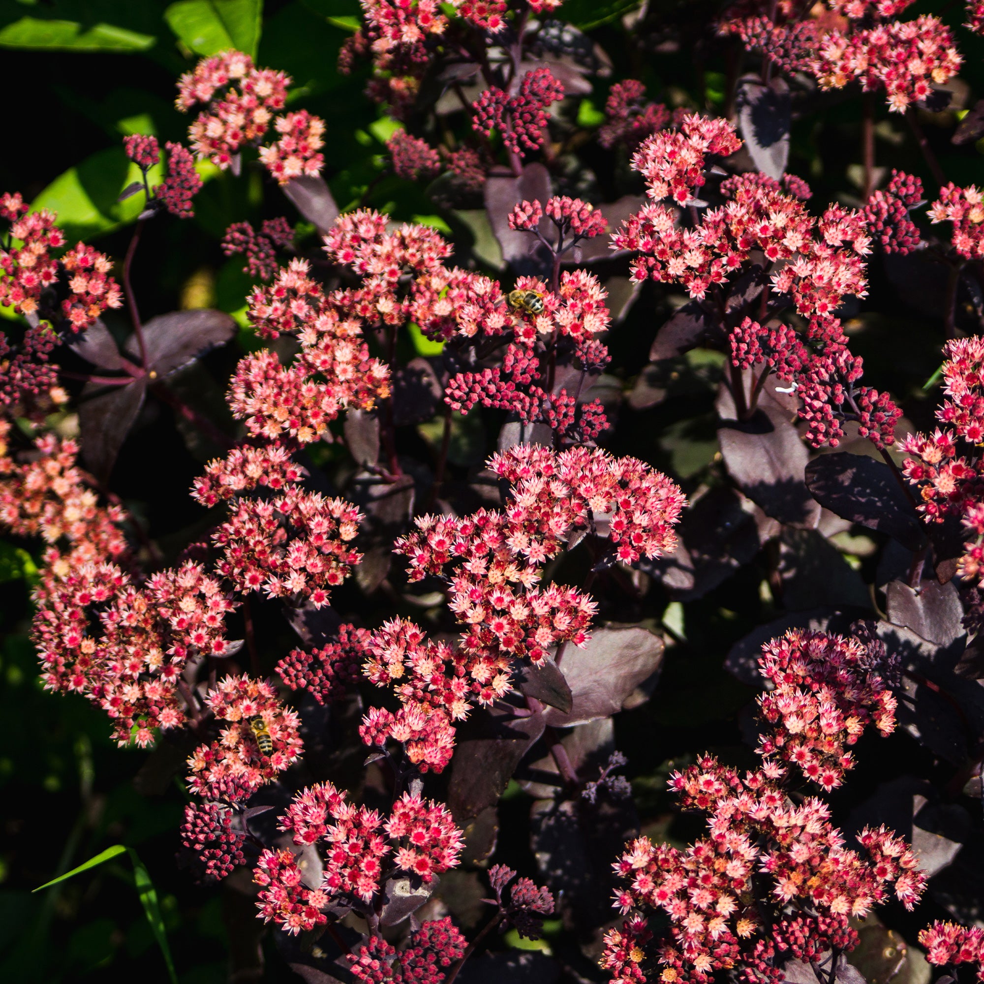 Bakker Chocolate Cherry sedum vivace pot 8cm rose