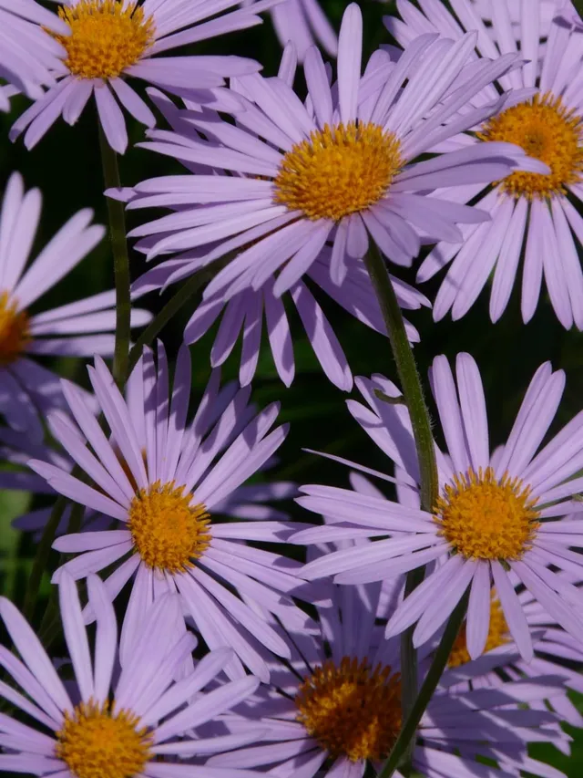 Passion Vivaces Aster tongolensis Berggarten plante vivace godet bleu