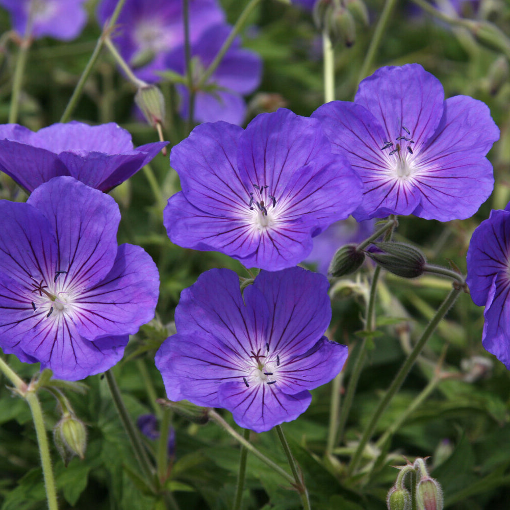 Bakker Géranium vivace Orion plante vivace pot 9cm violet