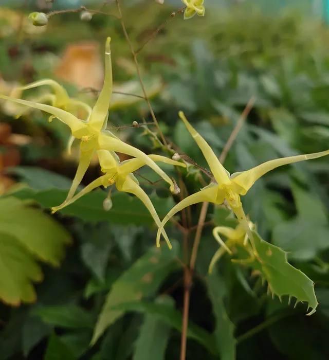 Passion Vivaces Epimedium Spine Tingler plante vivace pot 1L jaune