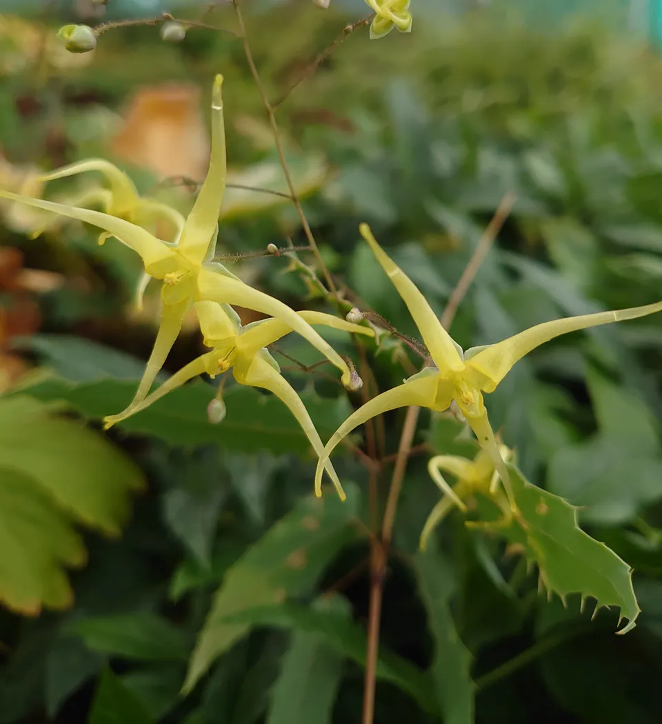 Passion Vivaces Epimedium Spine Tingler plante vivace pot 1L jaune