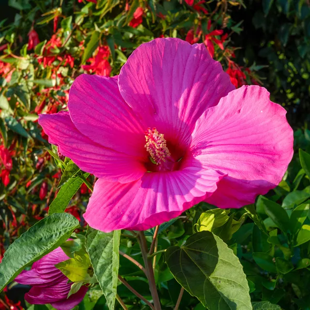 Bakker Hibiscus marais Extreme Magenta pot 9cm
