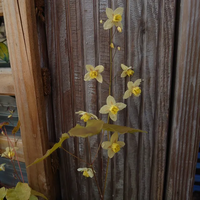 Passion Vivaces Epimedium Neosulphureum plante ombre jaune