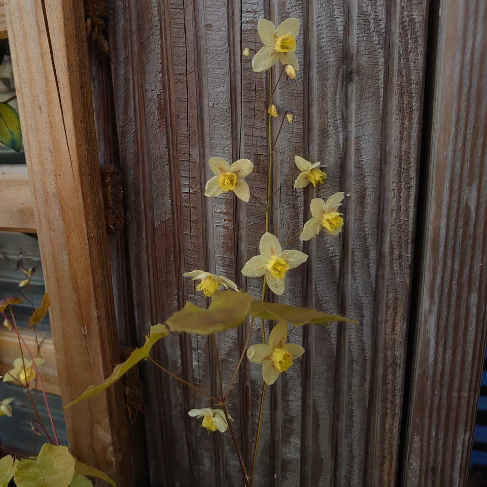 Passion Vivaces Epimedium Neosulphureum plante ombre jaune