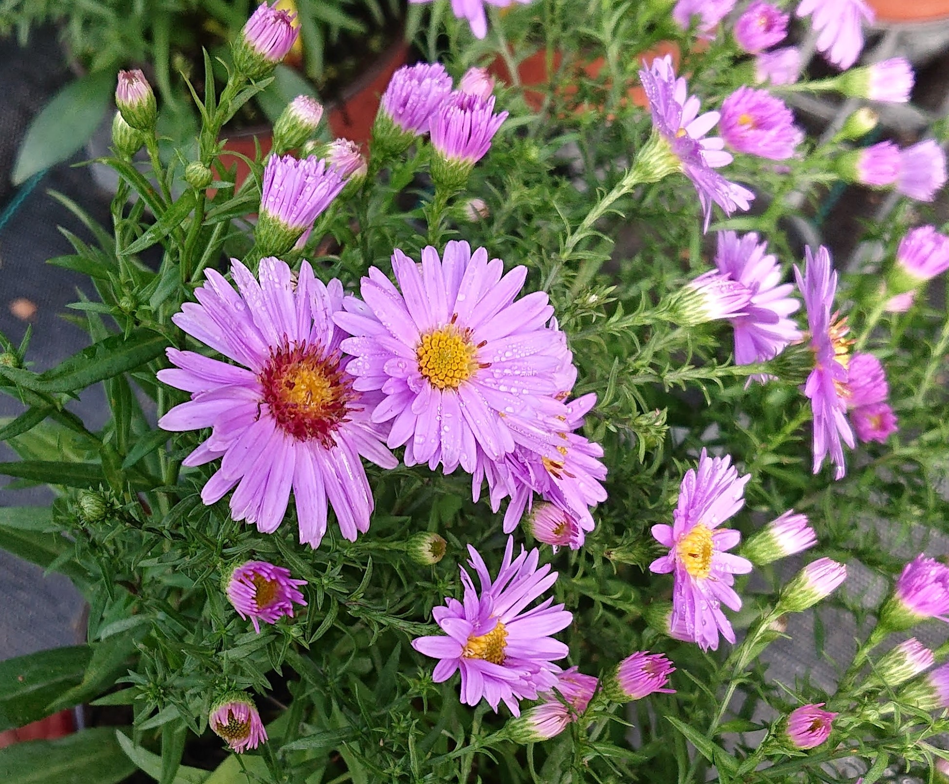 Passion Vivaces Aster cordifolius Lilaputter plante vivace godet rose lilas
