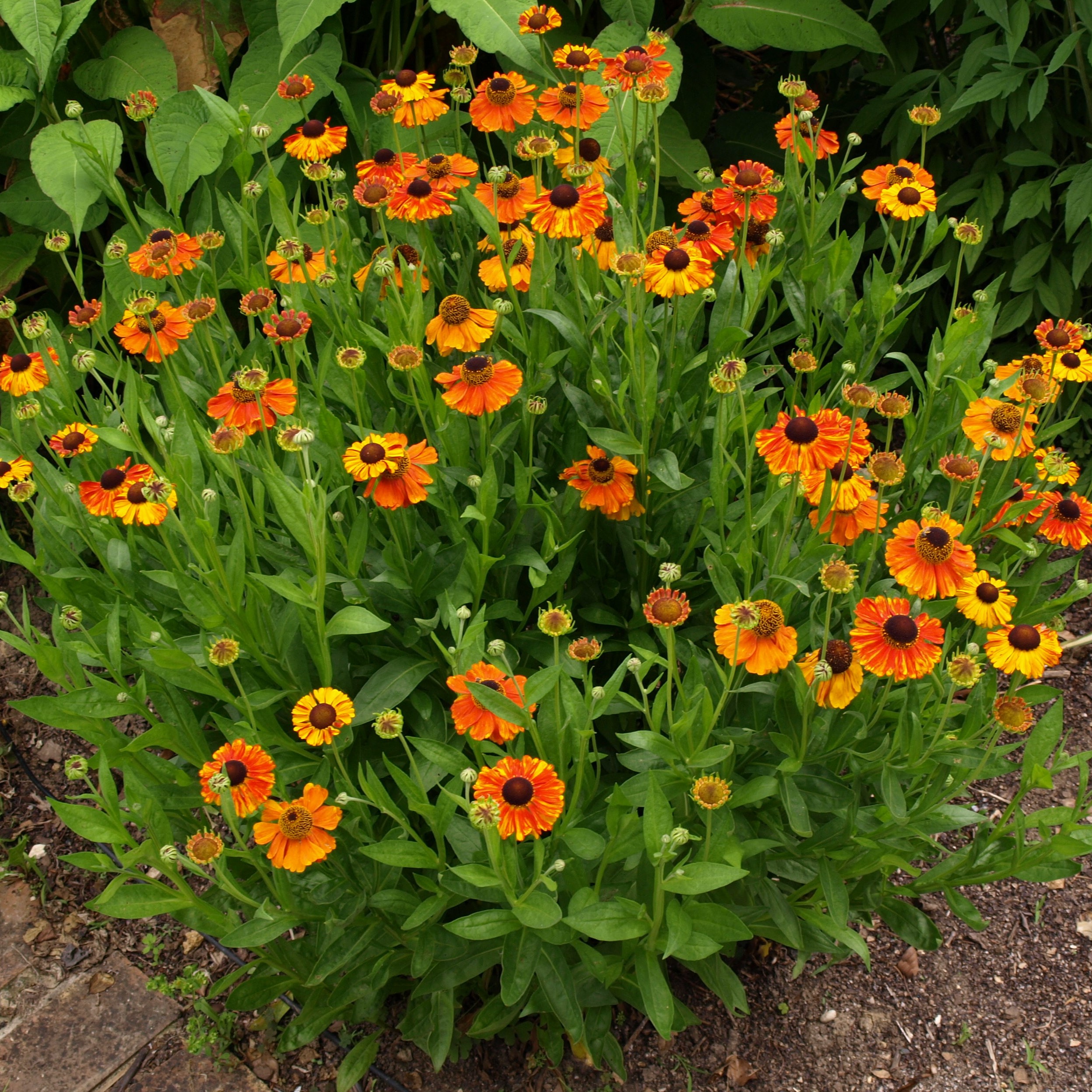 Passion Vivaces Helenium Sahin's Early Flowerer vivace godet orange