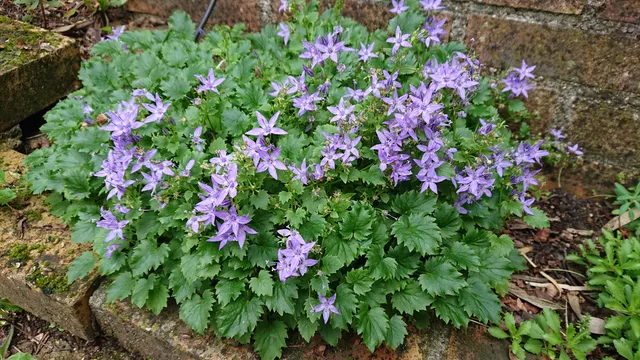 Passion Vivaces Campanula garganica Hirsuta campanule pot 1L bleue