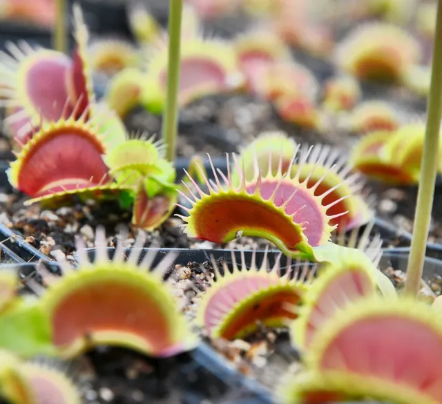 Carniflore Dionée fine tooth x red plante carnivore pot 9 cm