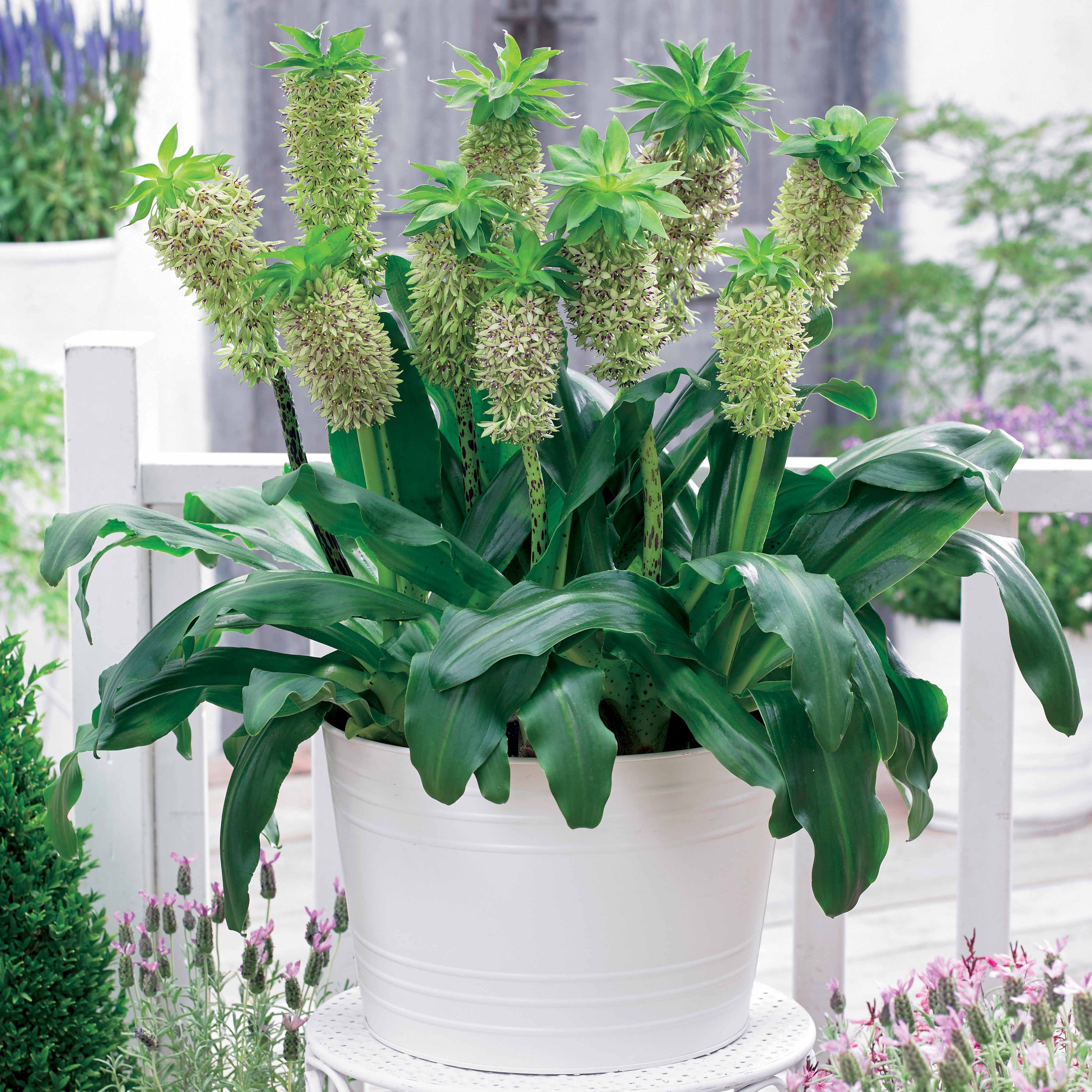 Bakker Eucomis bicolor fleur ananas sachet 3 bulbes bicolore