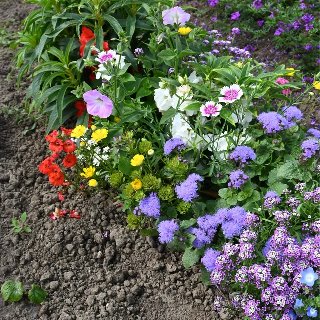 Bakker Tapis fleurs jardinières 50x12cm multicolore