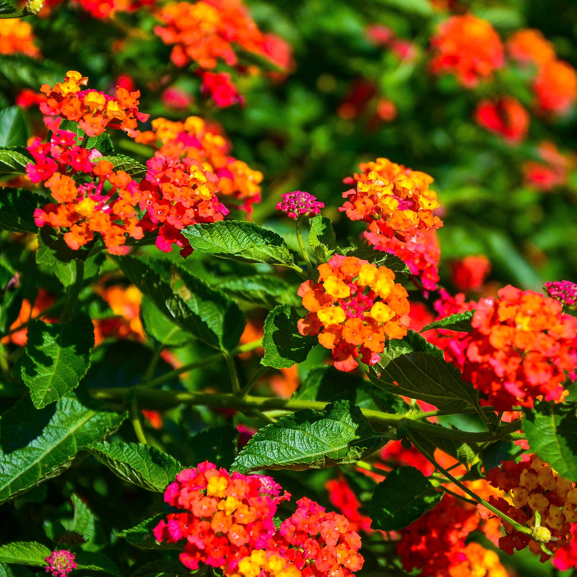 Bakker Lantana Passionfruit fleur terrasse 3 pots multicolore