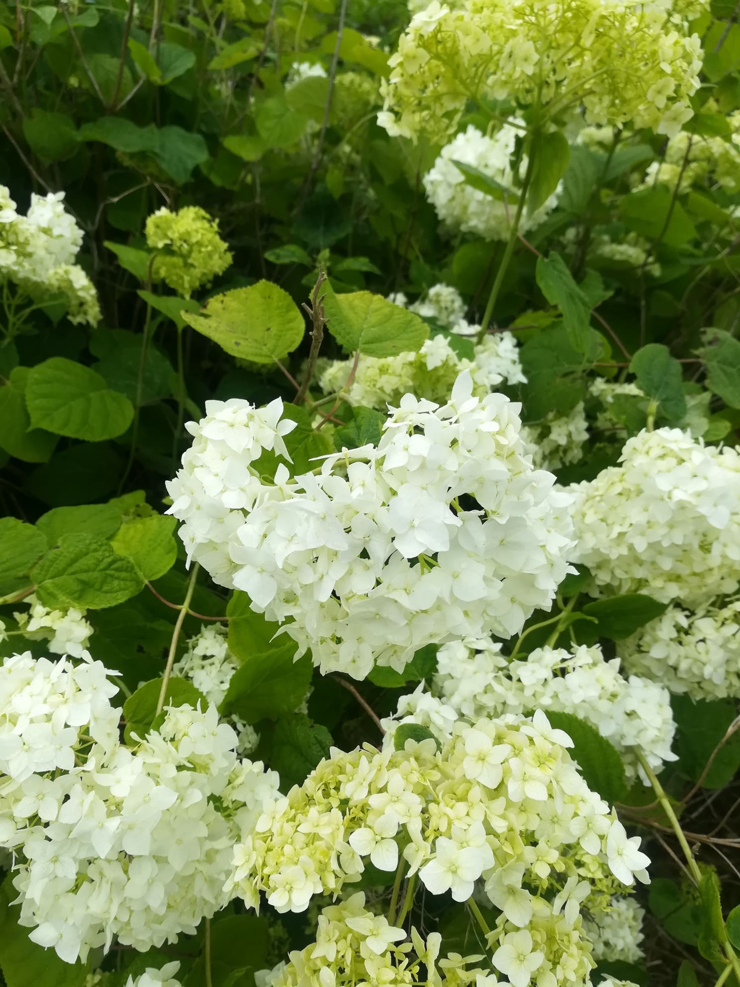Les Hortensias du Haut Bois Grandiflora hortensia arborescent blanc godet