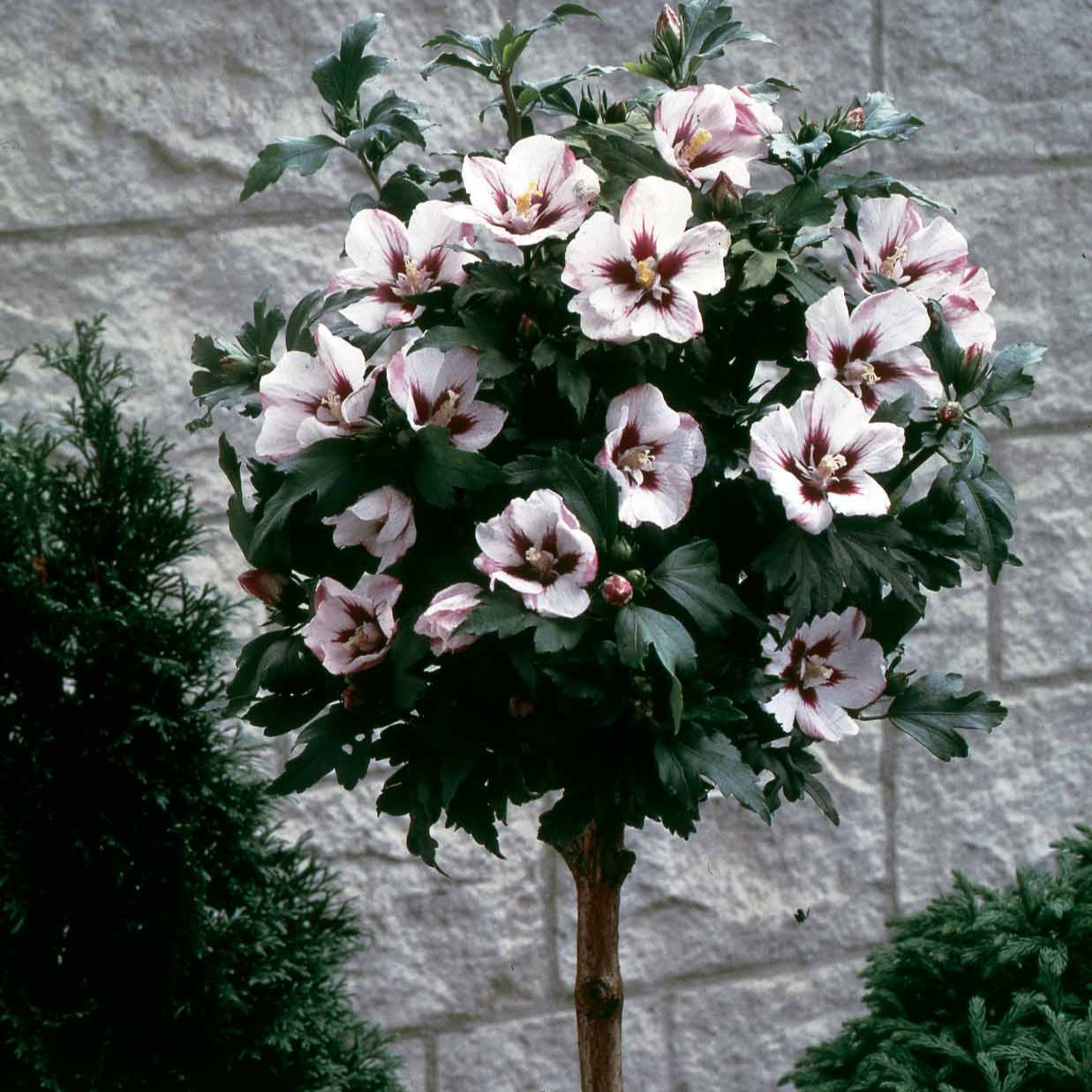 Bakker Hibiscus sur tige blanc-rouge arbuste pot 4L