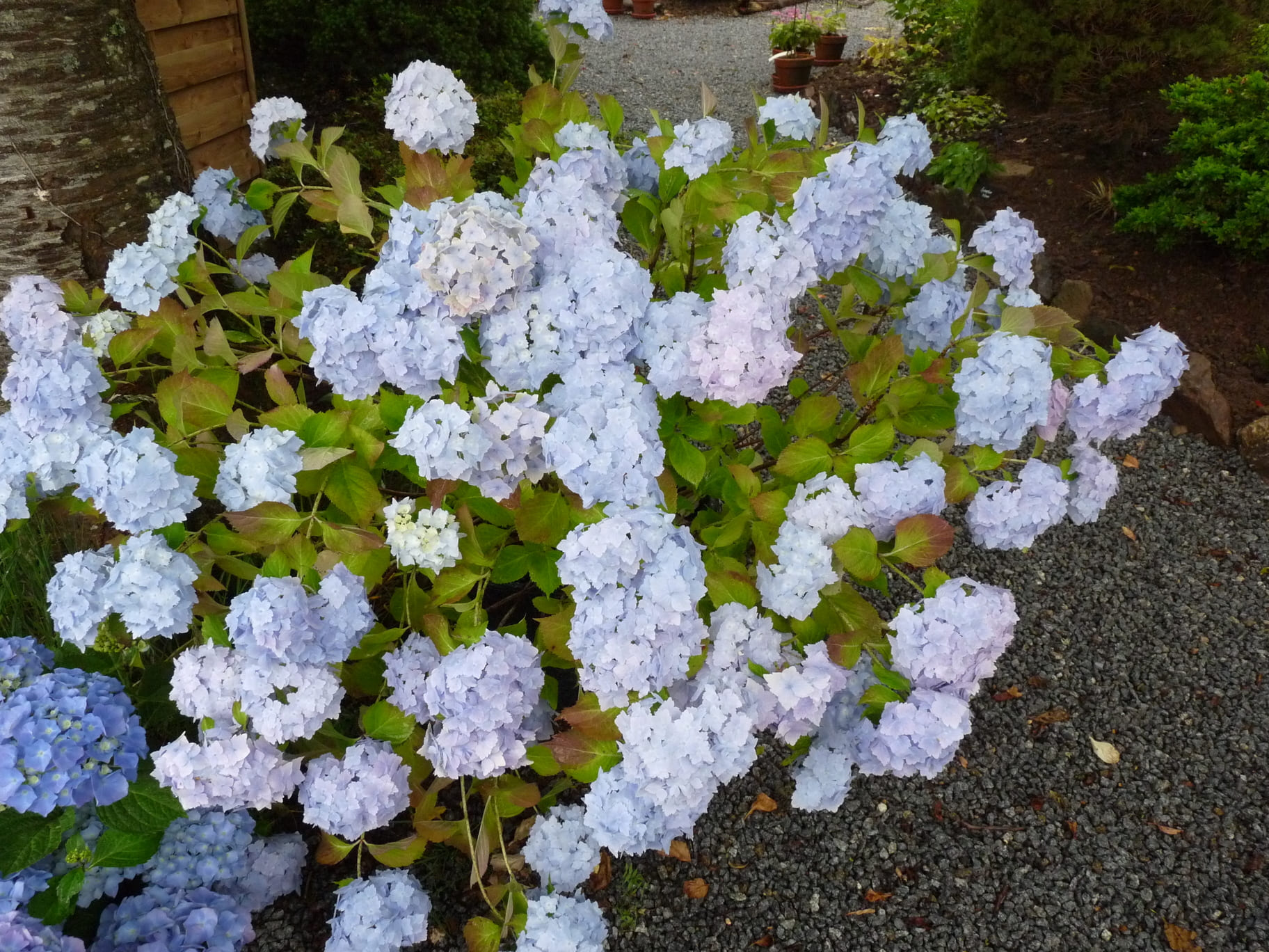 Frillibet Hydrangea macrophylla hortensia fleurs rondes