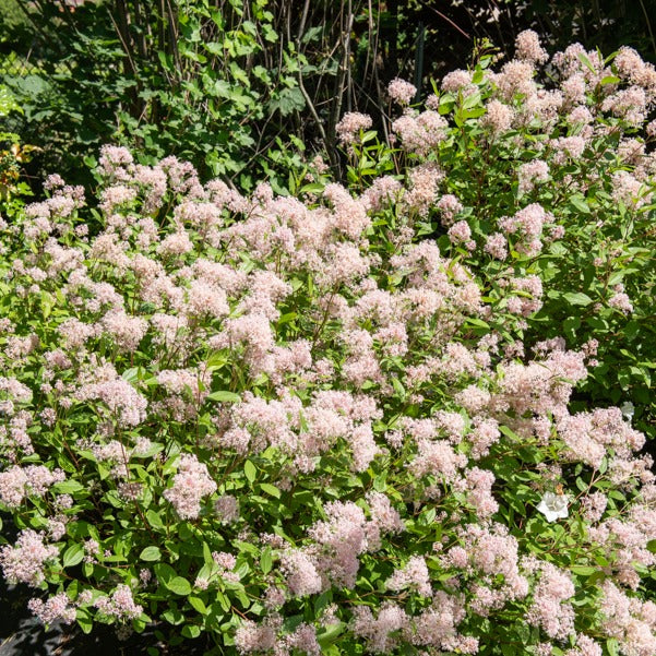 Bakker Marie Simon céanothe arbuste pot 2L rose