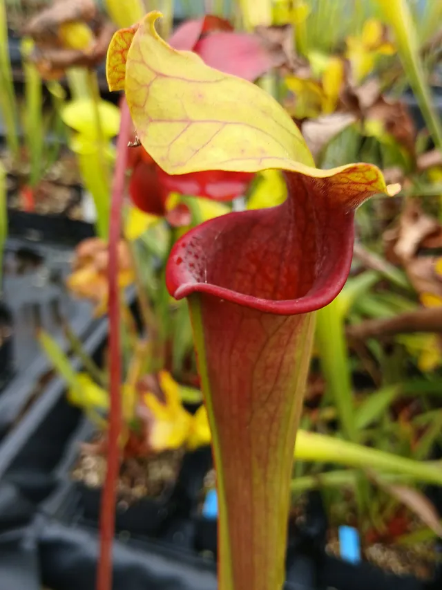 Carniflore Sarracenia CFH154 plante carnivore rouge 1 pousse