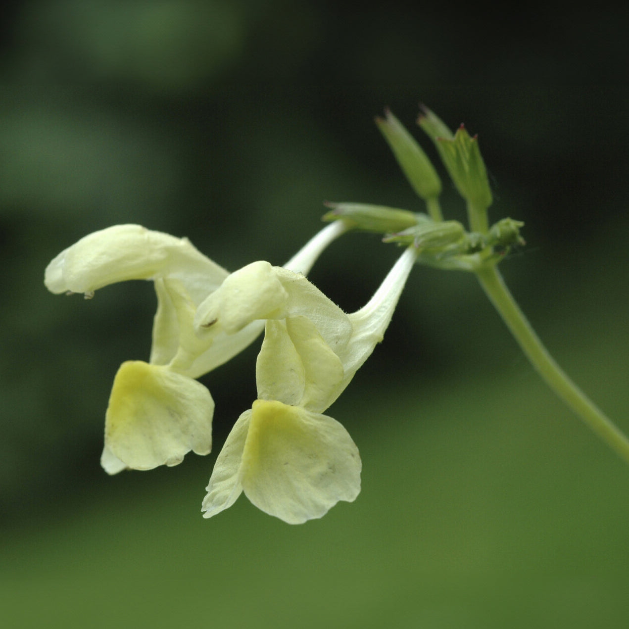 Bakker Nepeta govaniana menthe des chats pot 9cm jaune