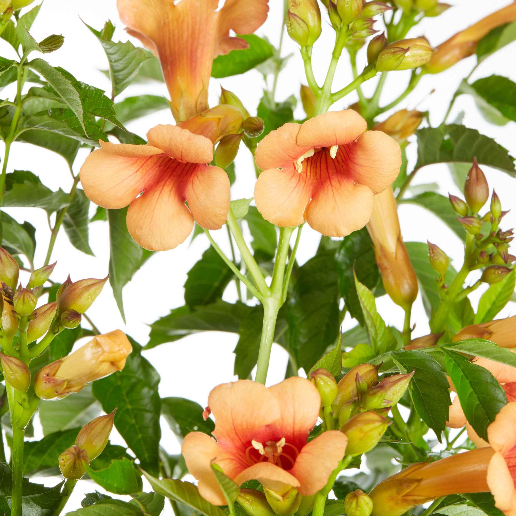 Bakker Bignone Indian Summer plante grimpante pot 3L orange