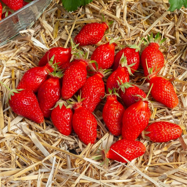 Bakker Fraisiers Gariguette non remontants paquet 20 racines nues