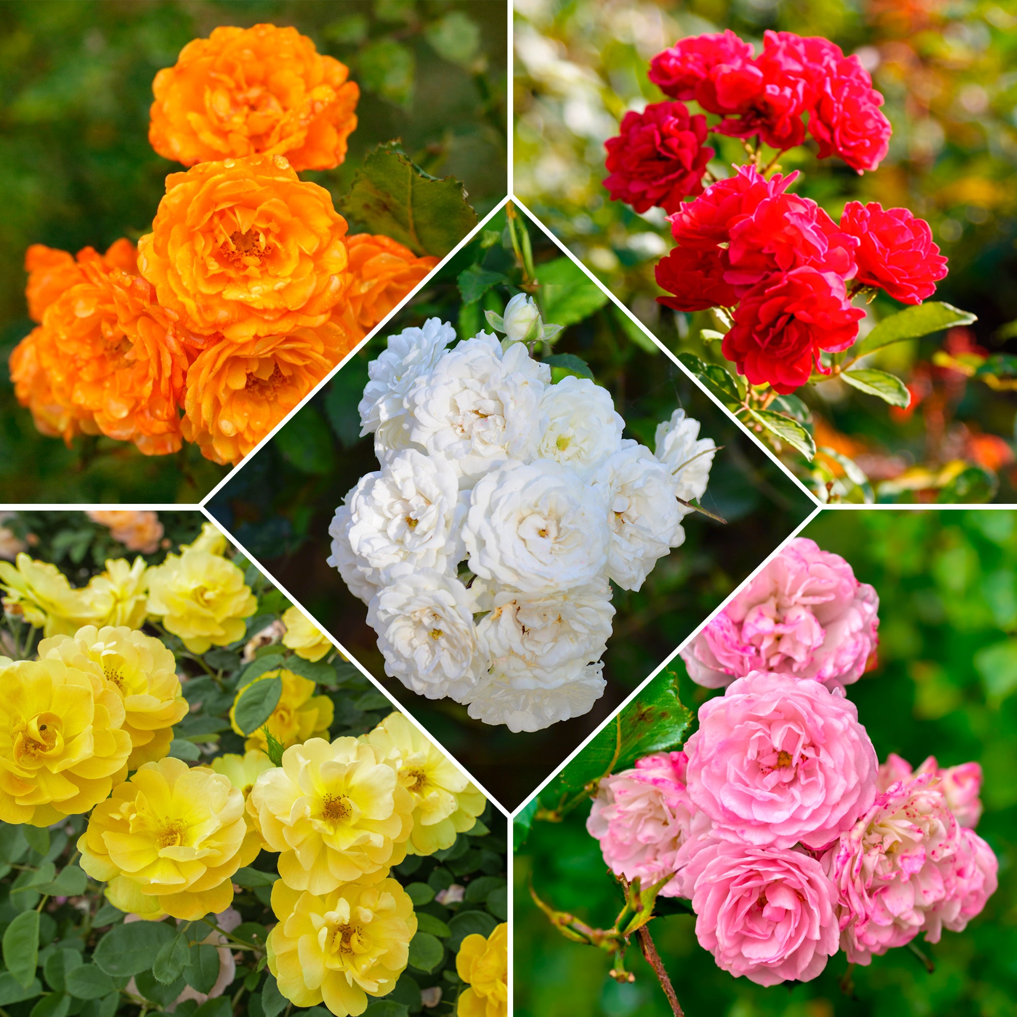 Bakker Rosiers Polyantha massif mélange 10 racines nues