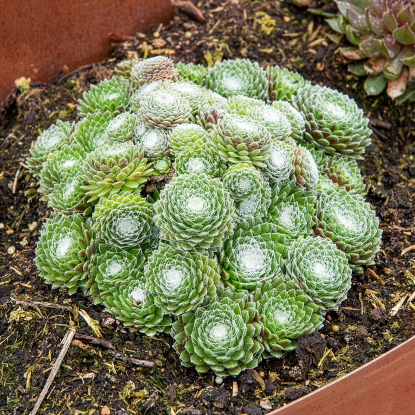 Bakker Joubarbe Arctic White Sempervivum plante grasse pot 9cm