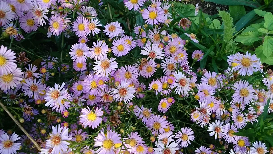 Passion Vivaces Aster X Juliette vivace godet rose