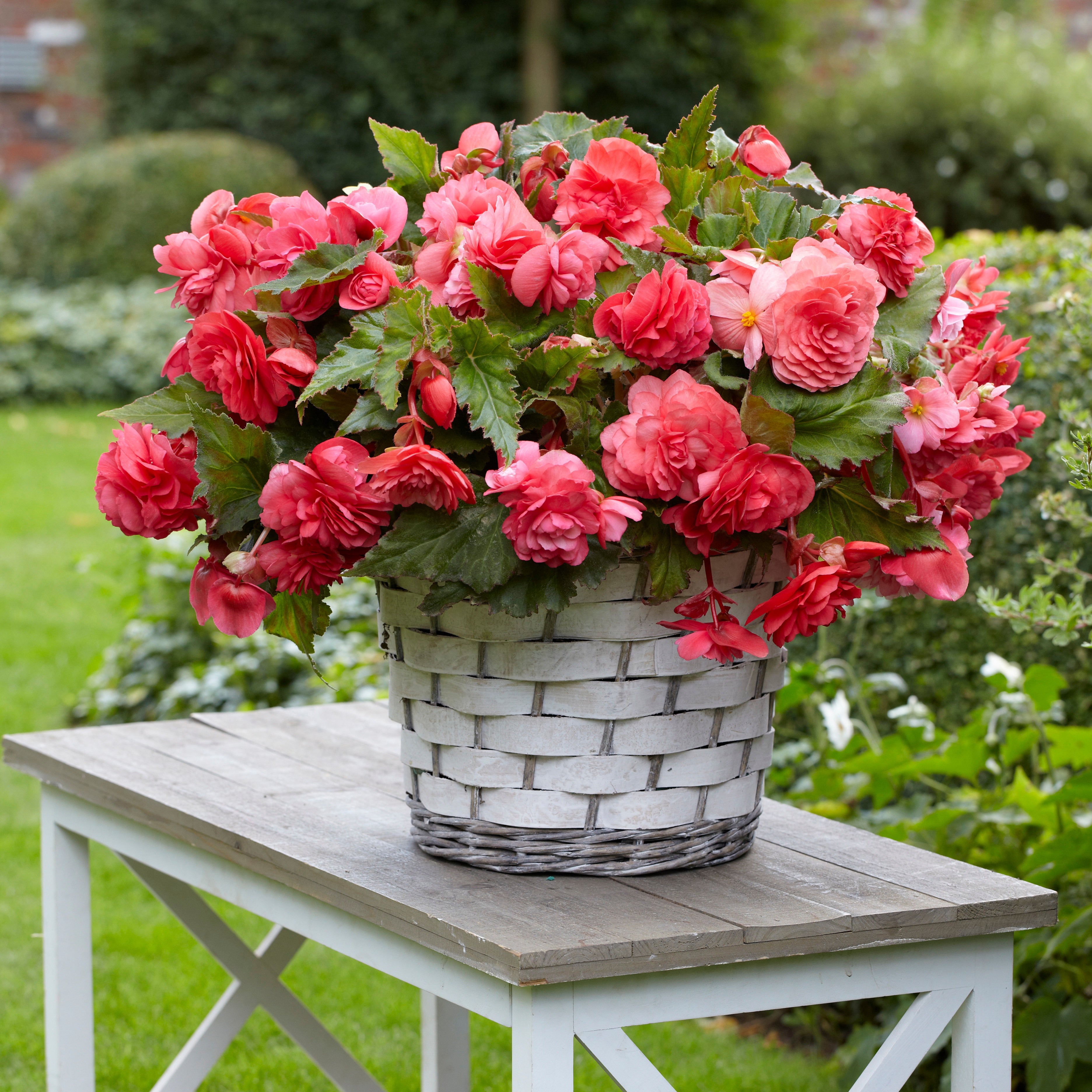 Bakker Pink Delight 5 Bégonias retombants parfumés bulbes