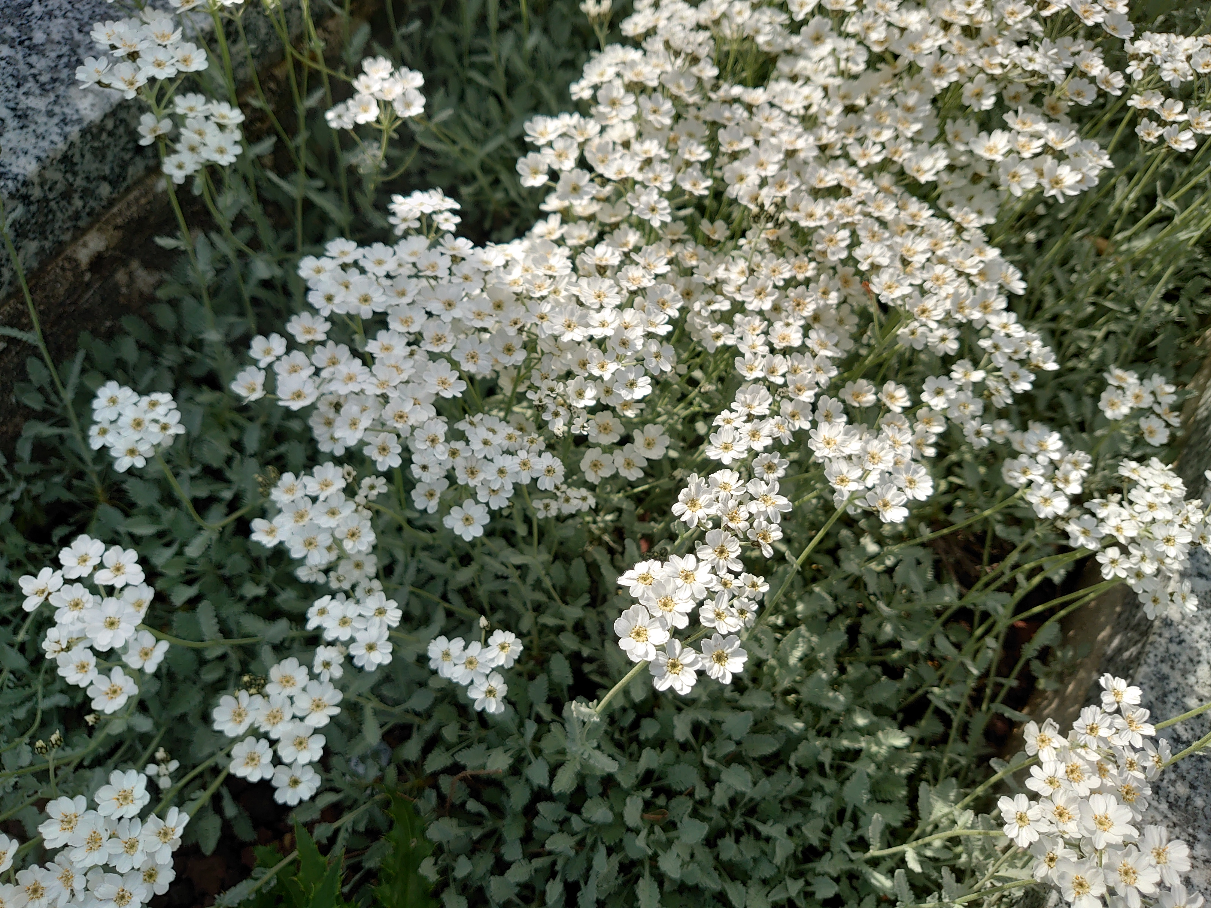 Passion Vivaces Achillea Umbellata plante vivace blanche