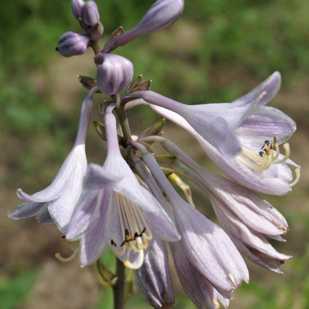 Bakker Hosta Catherine plante vivace pot 8cm panaché