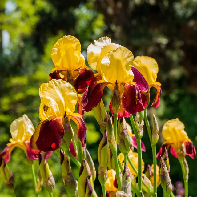 Bakker Iris Accent Variegata vivace pot 8cm jaune