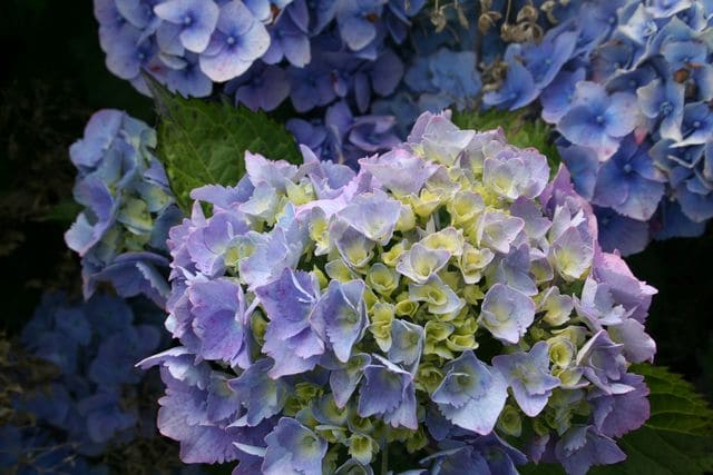 Les Hortensias du Haut Bois Hambourg hortensia macrophylla rose